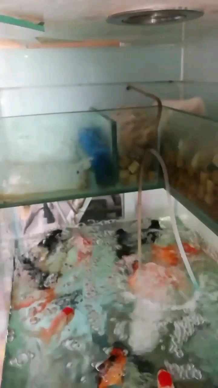 齐齐哈尔水族馆滤材摆放不对吗？反水