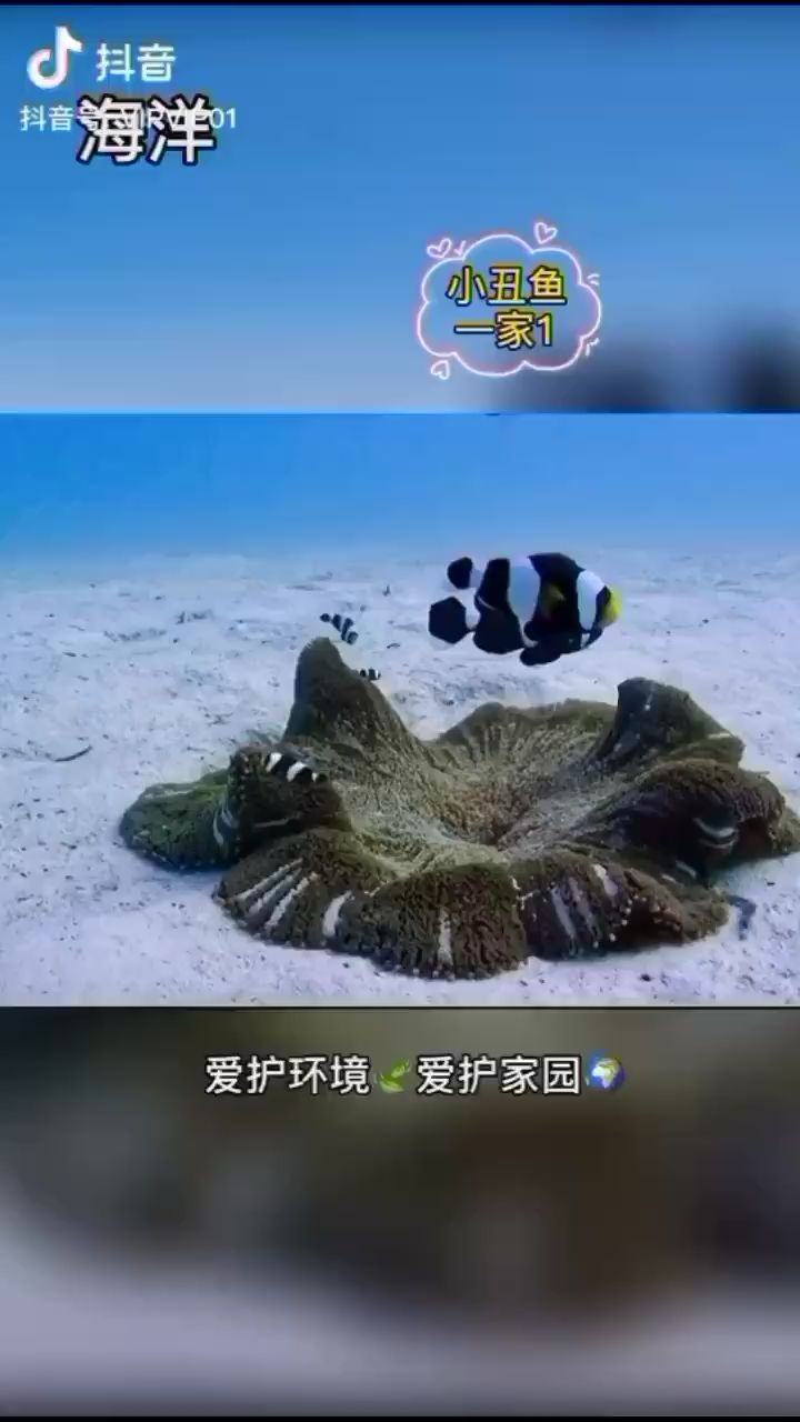 小丑鱼一家(1) 海水鱼 第2张