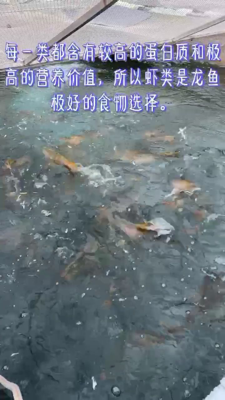 喂鱼风波