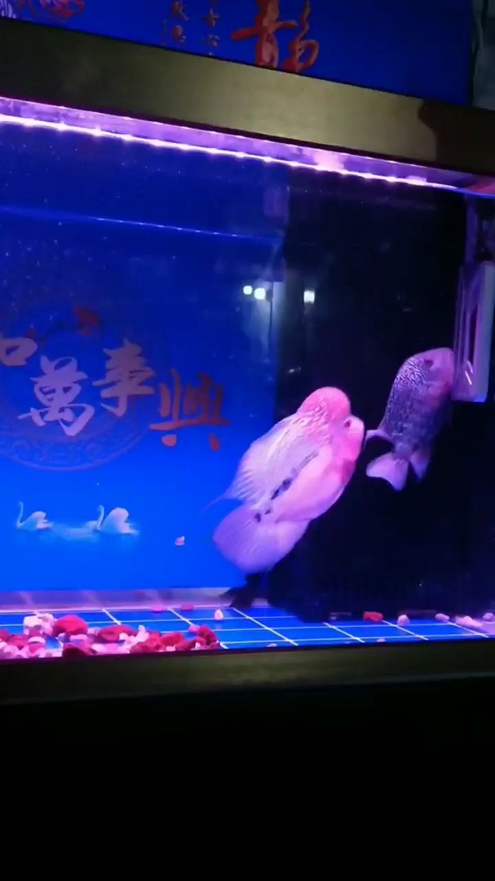 吐鲁番水族馆听说你会点进来