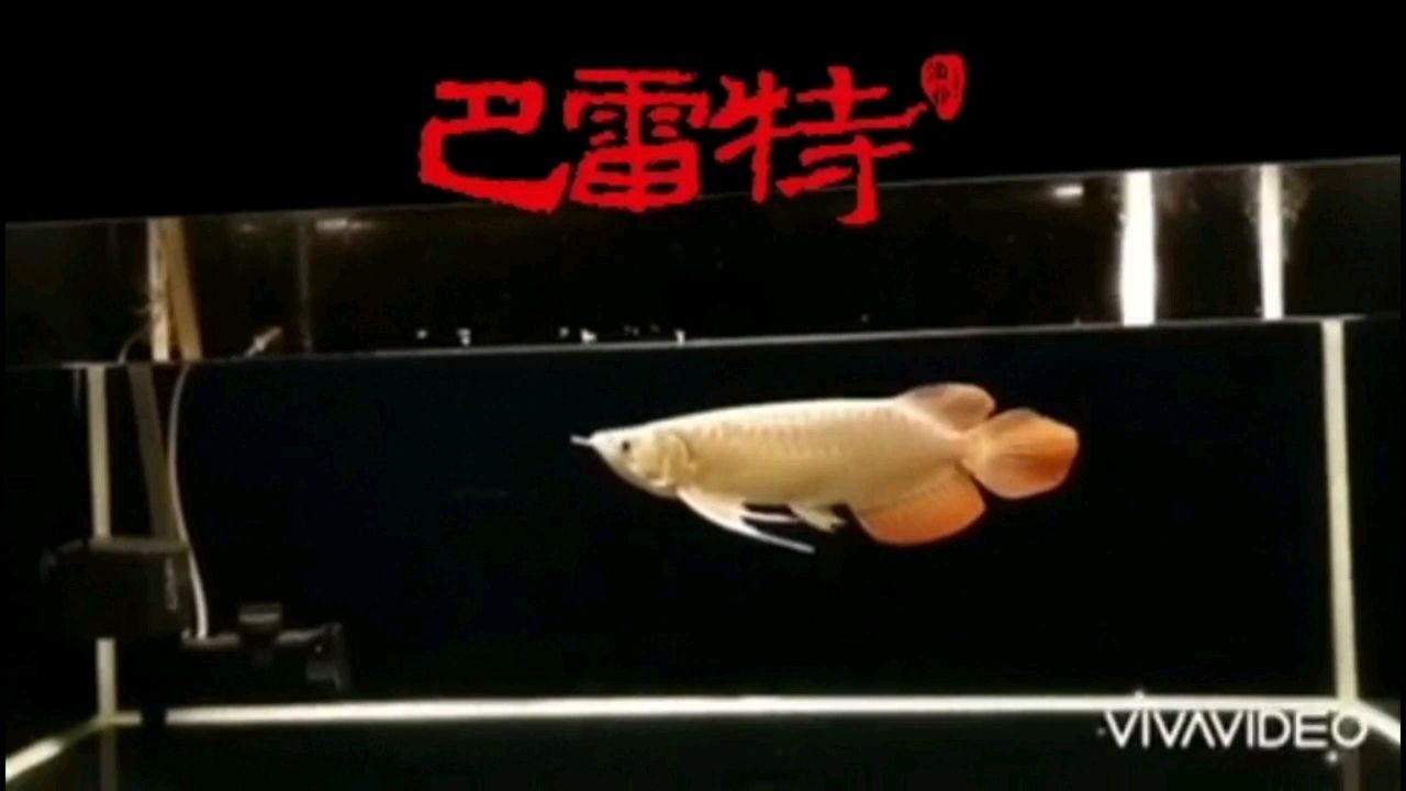 金华水族馆漂亮的一只大湖