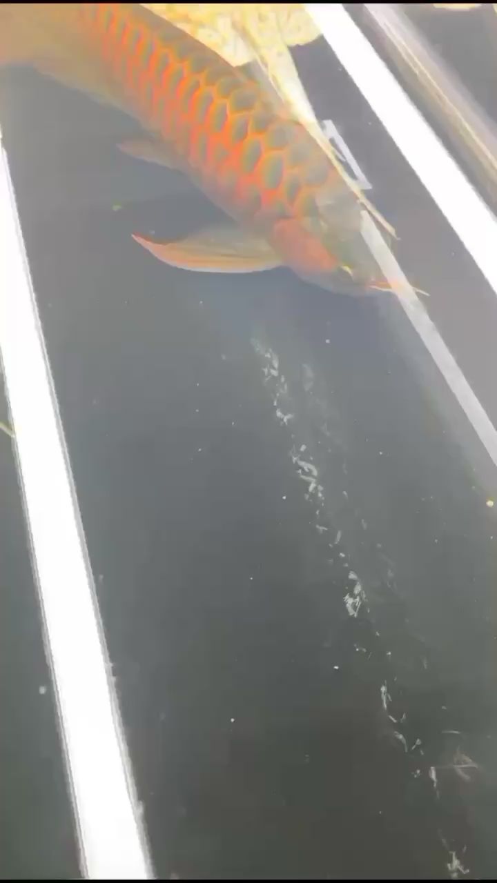 荆门水族馆美背