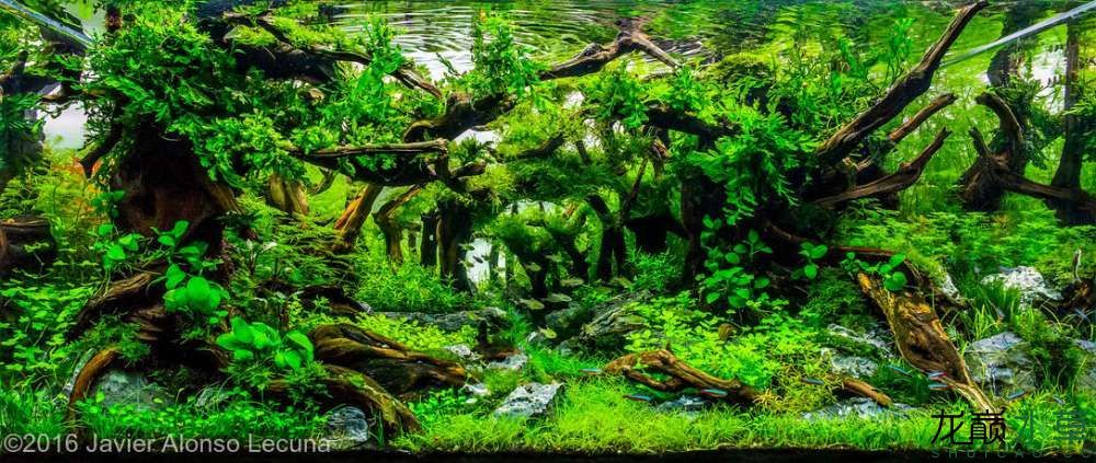 西宁水族馆墨西哥风格水草造景 水草 第8张