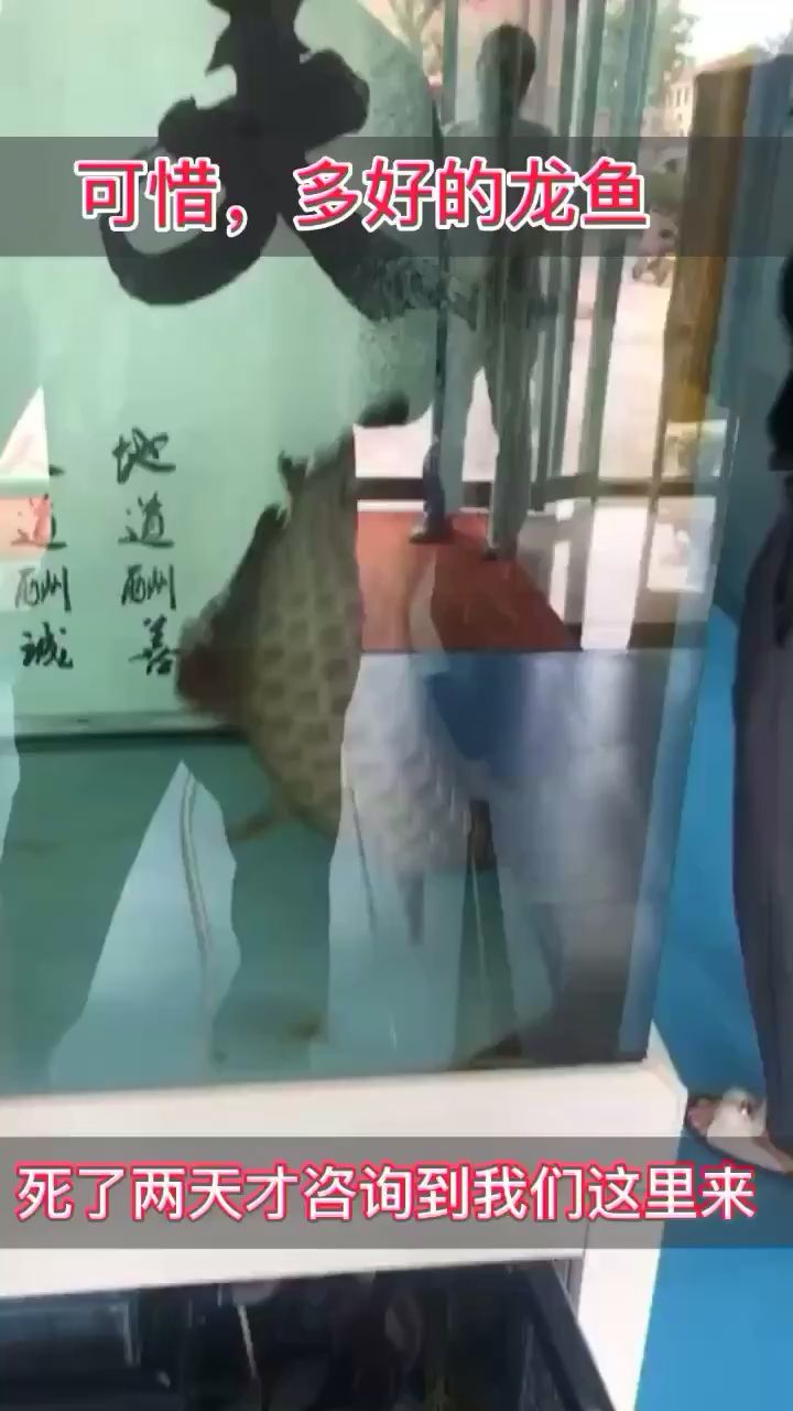 莱芜水族馆龙鱼疾病预防胜于治疗