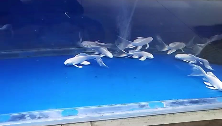 衡阳水族馆小蝴蝶鲤锦鲤圈