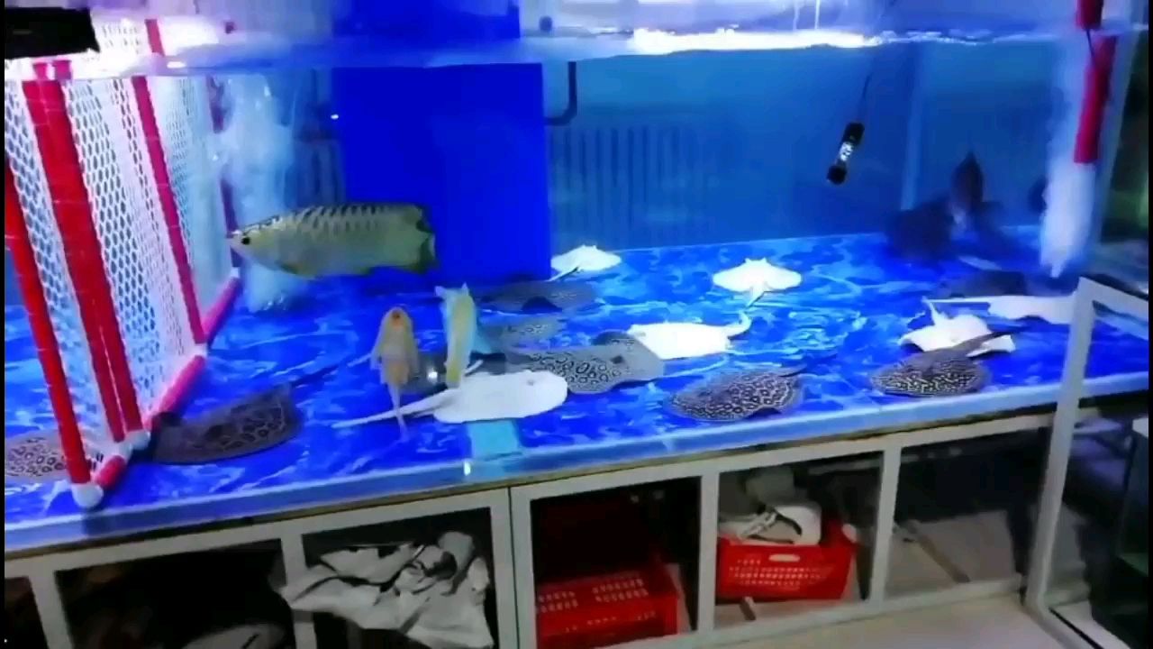 遵义水族批发市场正红眼白子繁殖组