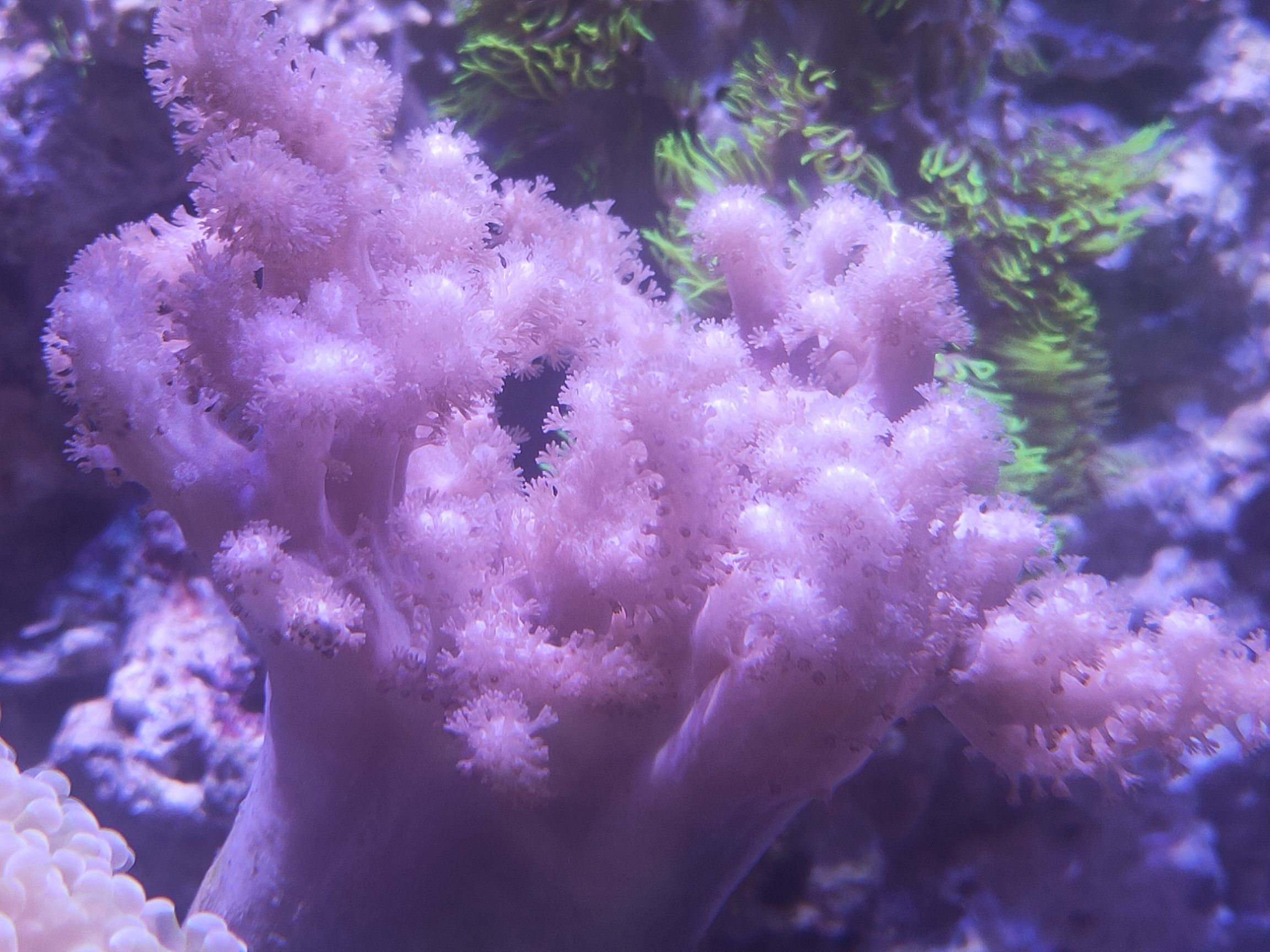 西安水族馆np高怎么办？