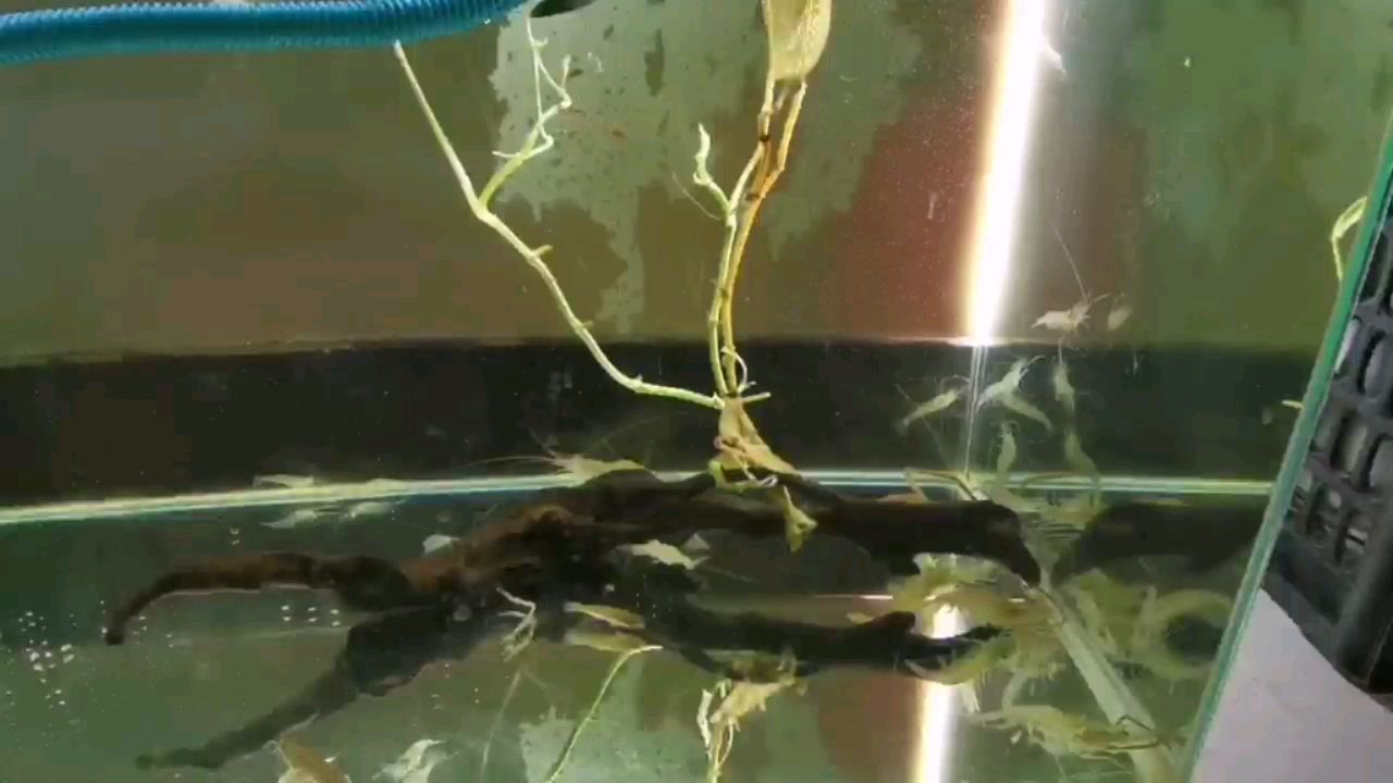 开封水族馆原生态河虾