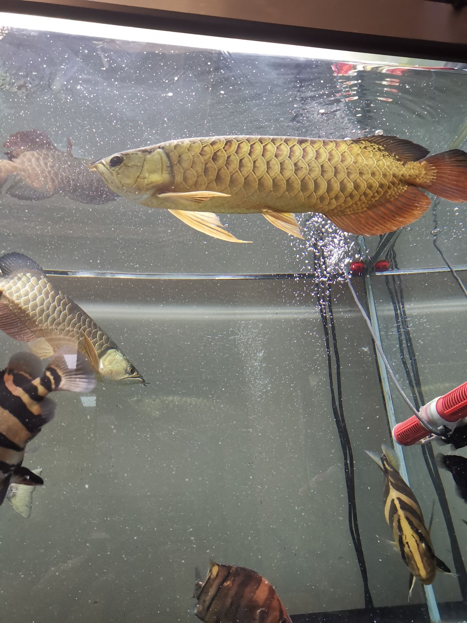 铁岭水族馆大鱼缸一切正常