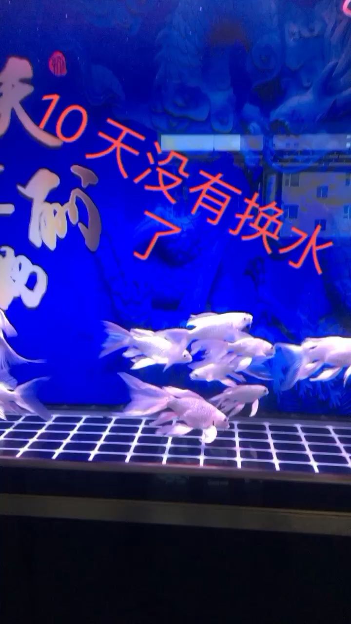 10天没有换水了