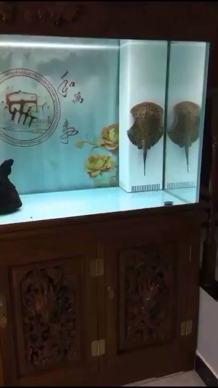 信阳水族馆起飞