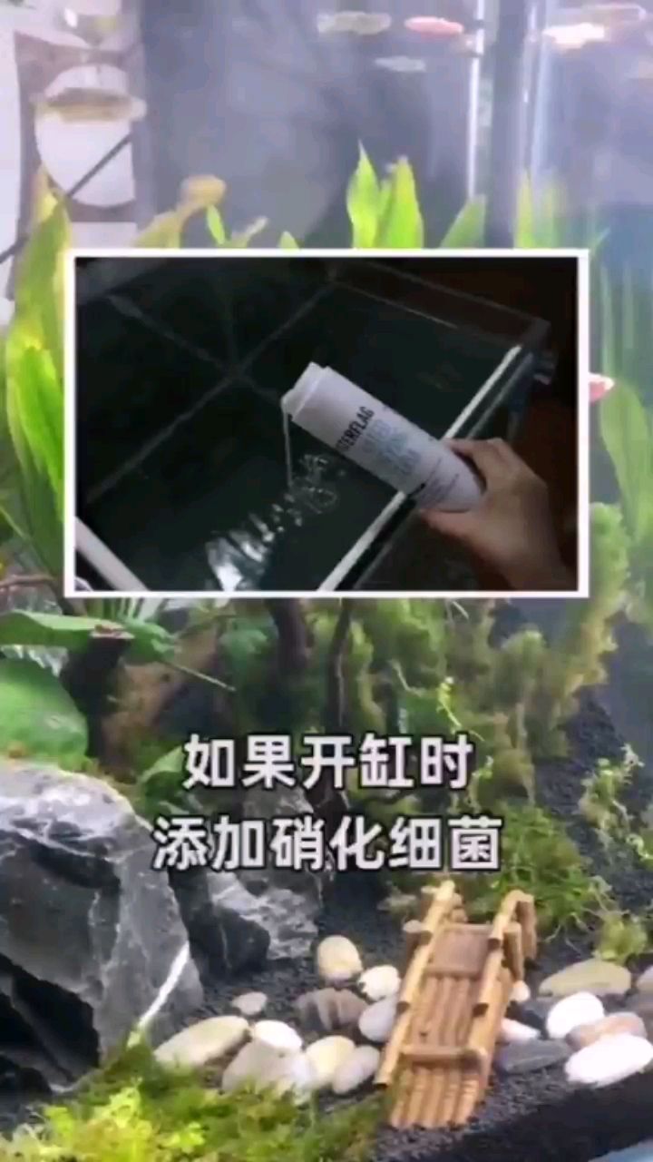 你对硝化细菌有什么看法？