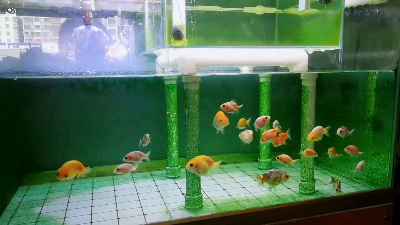 吐鲁番水族馆分享