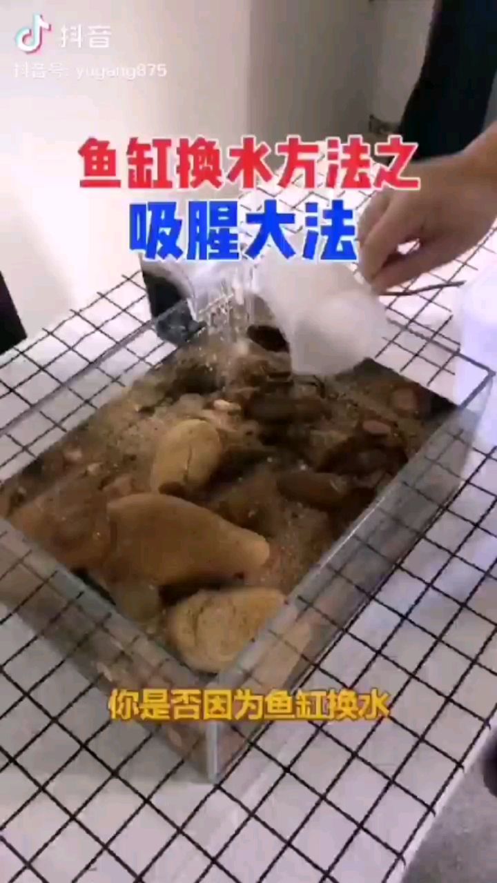 换水吸腥