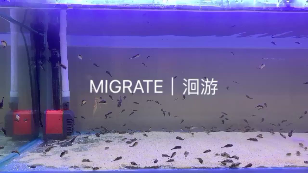 贵阳水族馆斑马狗头野生种苗