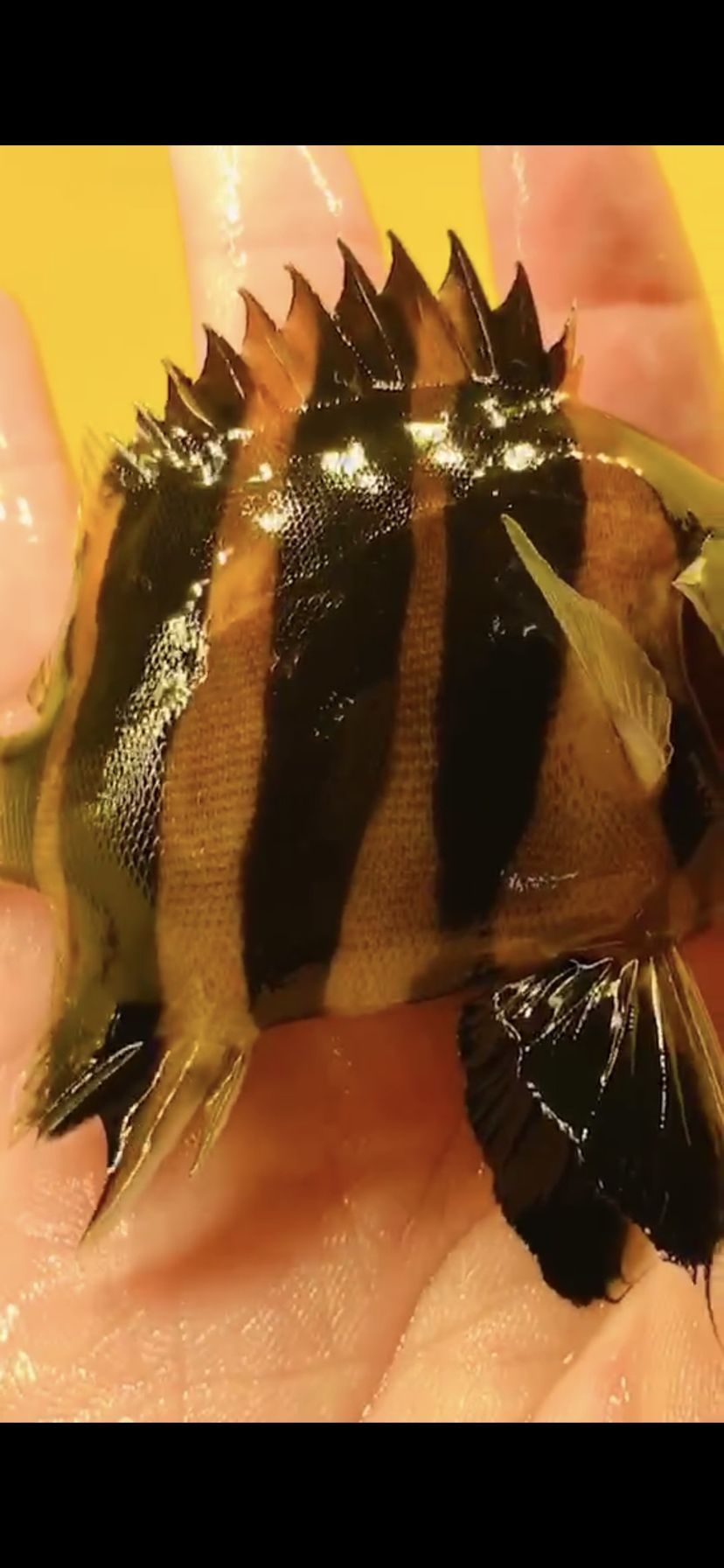 盐城水族馆坦克高端黑背鳍纯苏虎