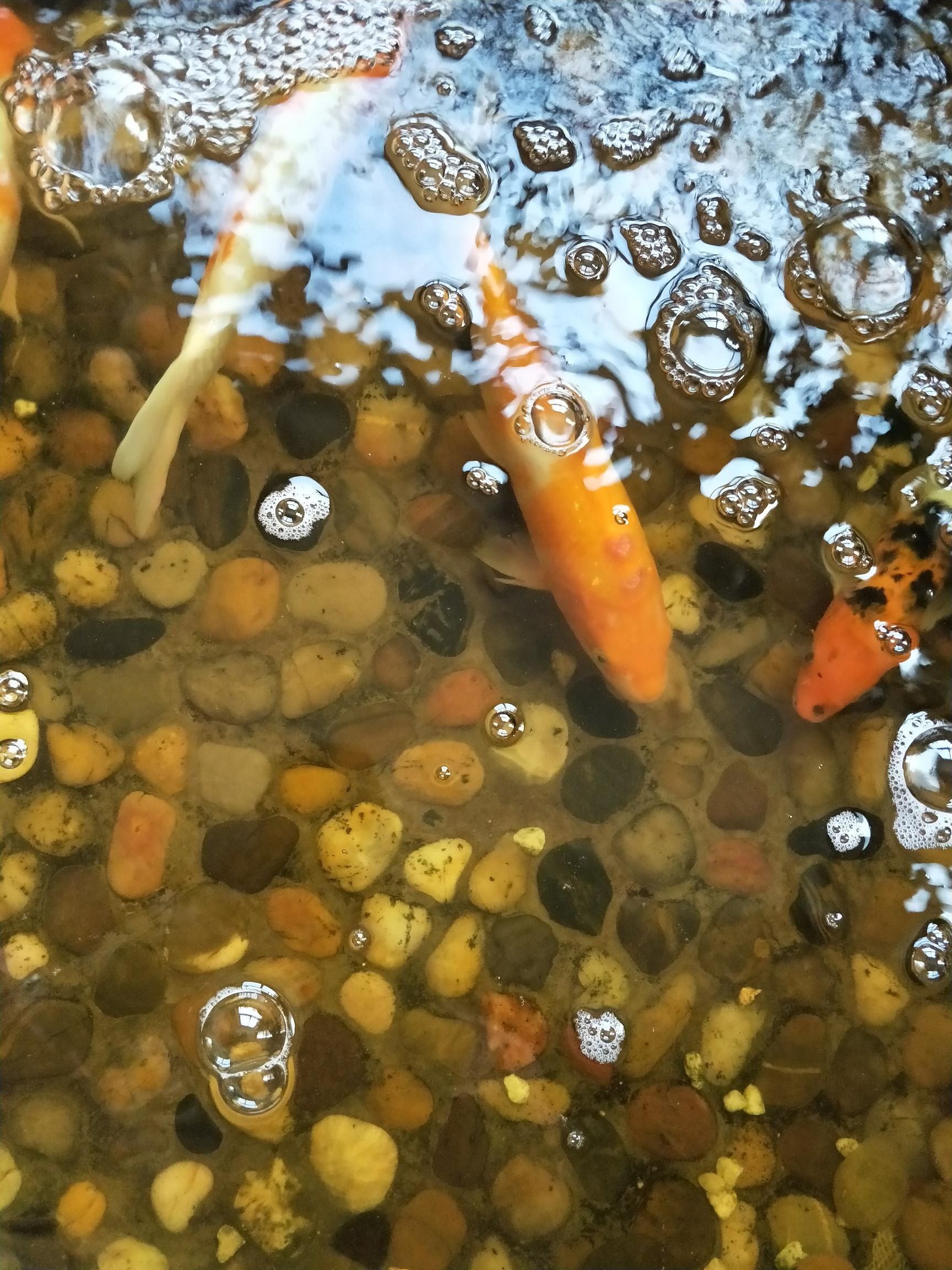 锦鲤老是在水里跳