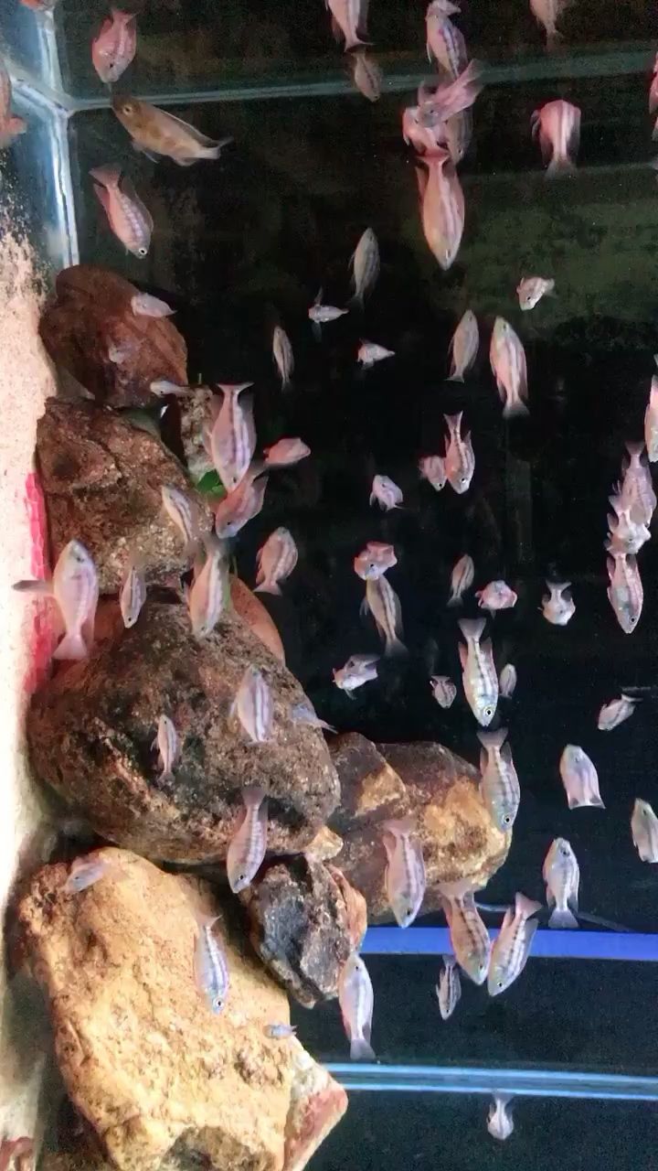 威海水族馆红鹰苗