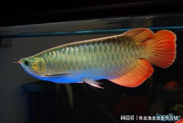 红龙鱼巨龙的饲养技巧（如何正确喂养红龙鱼巨龙？） 水族问答