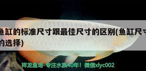 金龙鱼纯正和纯香一样吗（金龙鱼纯正花生油和纯香花生油哪种更适合炒菜） 龙鱼百科 第4张