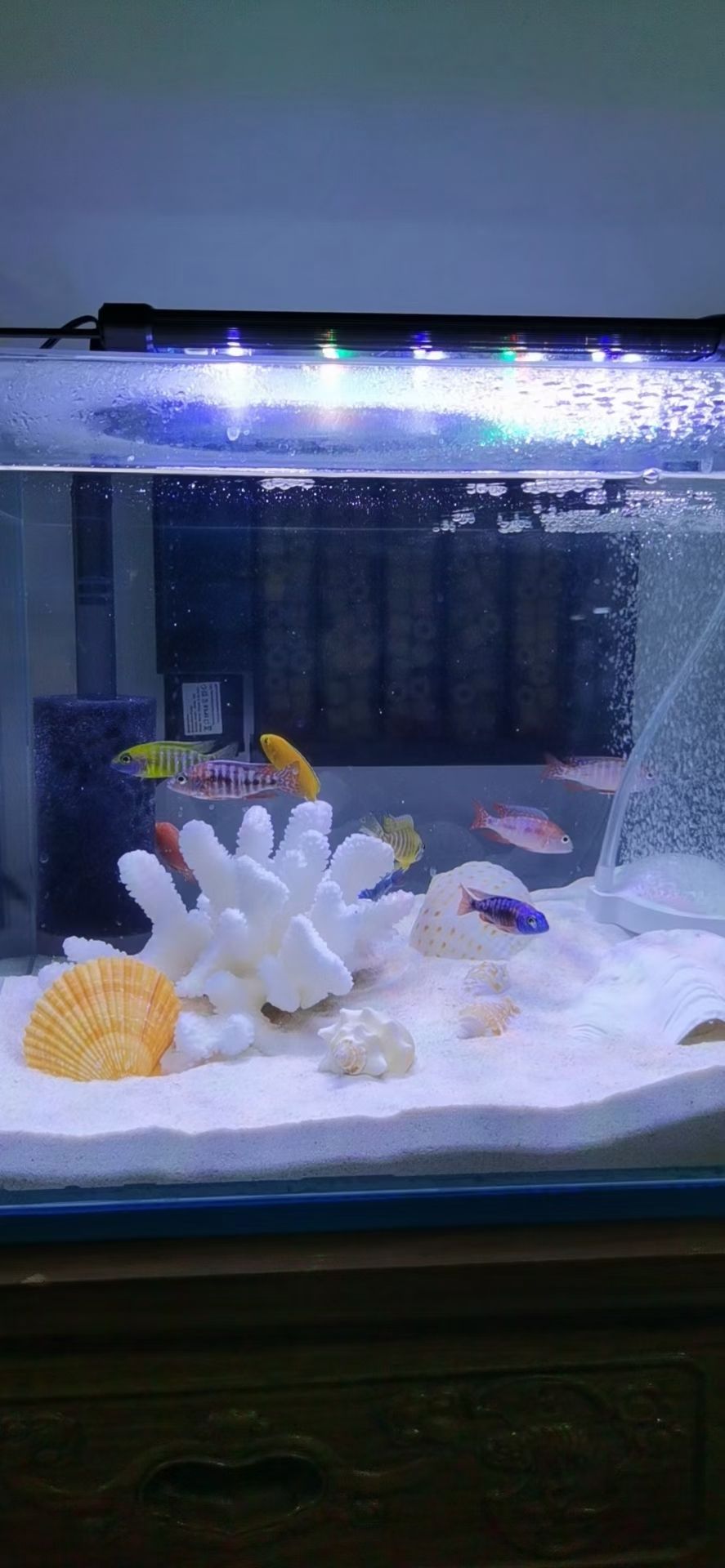 吴忠水族馆拍摄进行时 朱巴利鱼 第5张