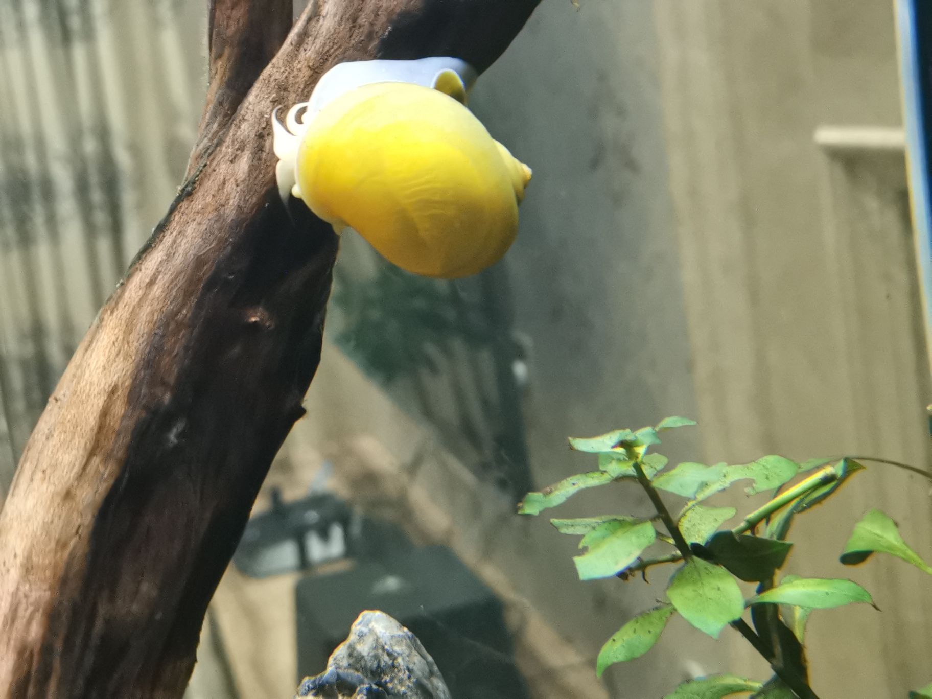 丽水水族馆这叫什么螺？？长太快了吧