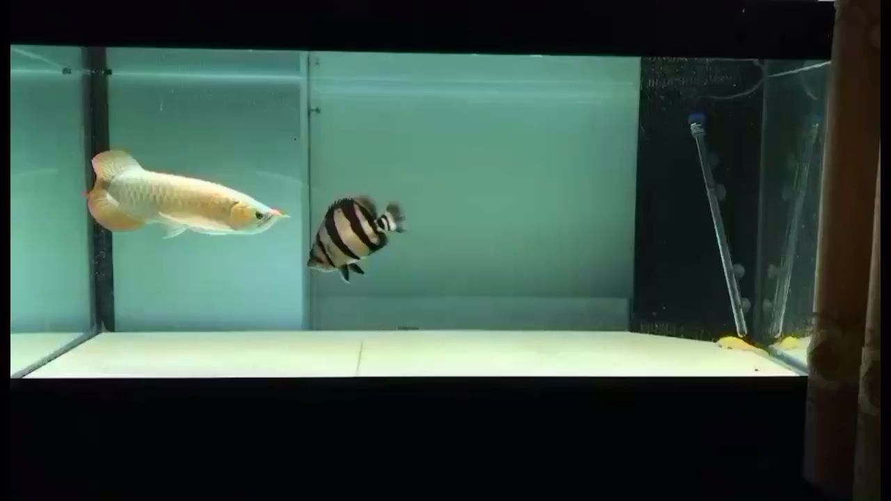 辽源水族馆龙虎