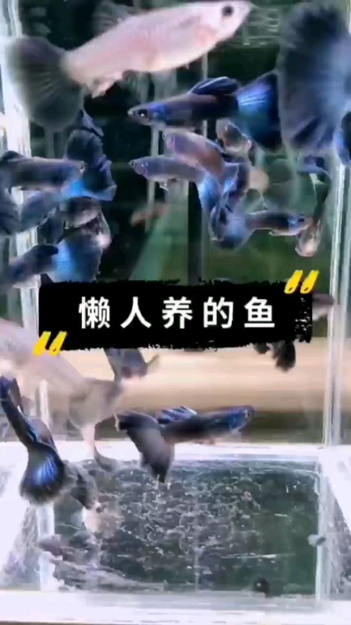 商丘水族馆一缸孔雀游啊游