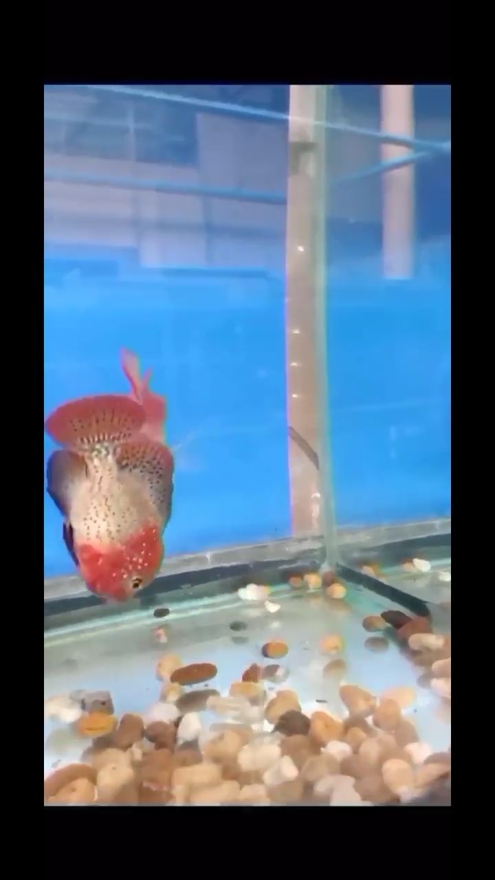 普洱水族馆水头豹花古典