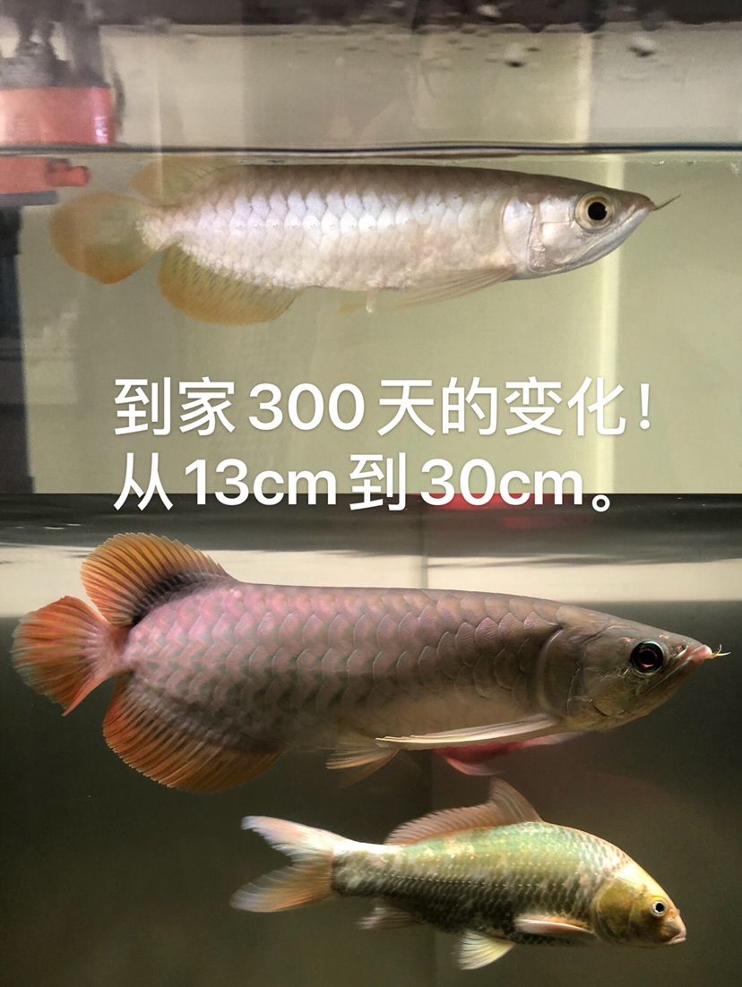 300天的变化