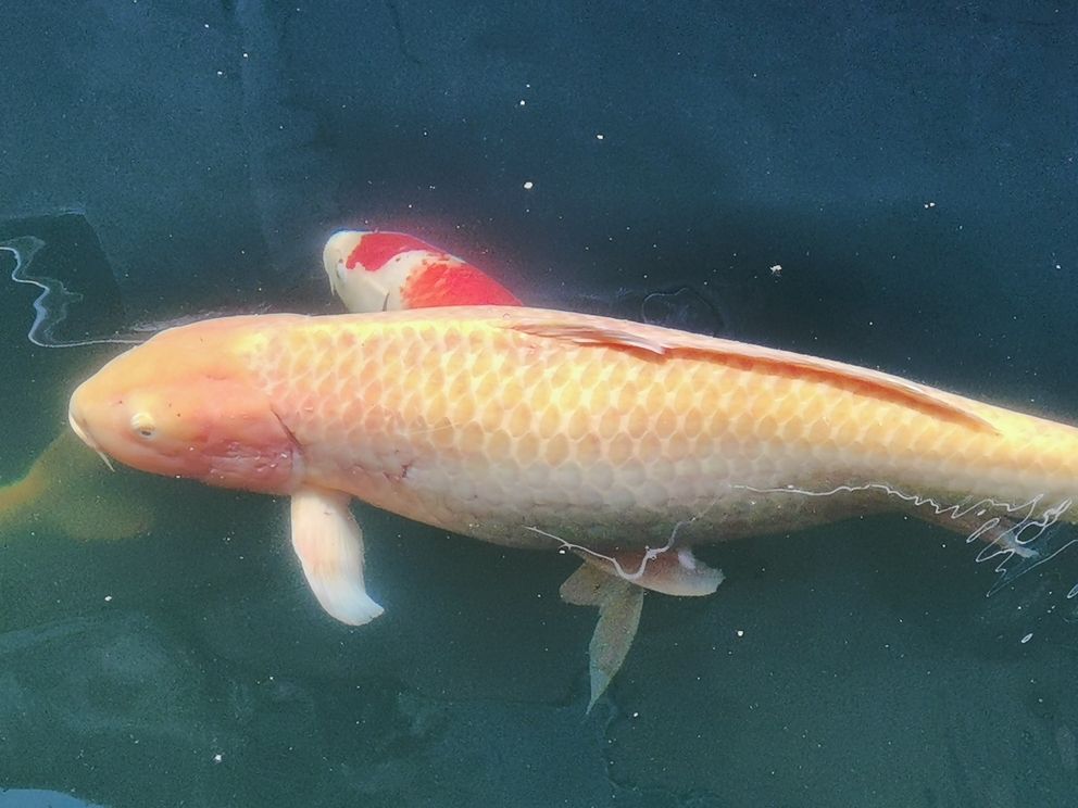 铁岭水族馆近几天出现这种情况求助大神帮忙指点