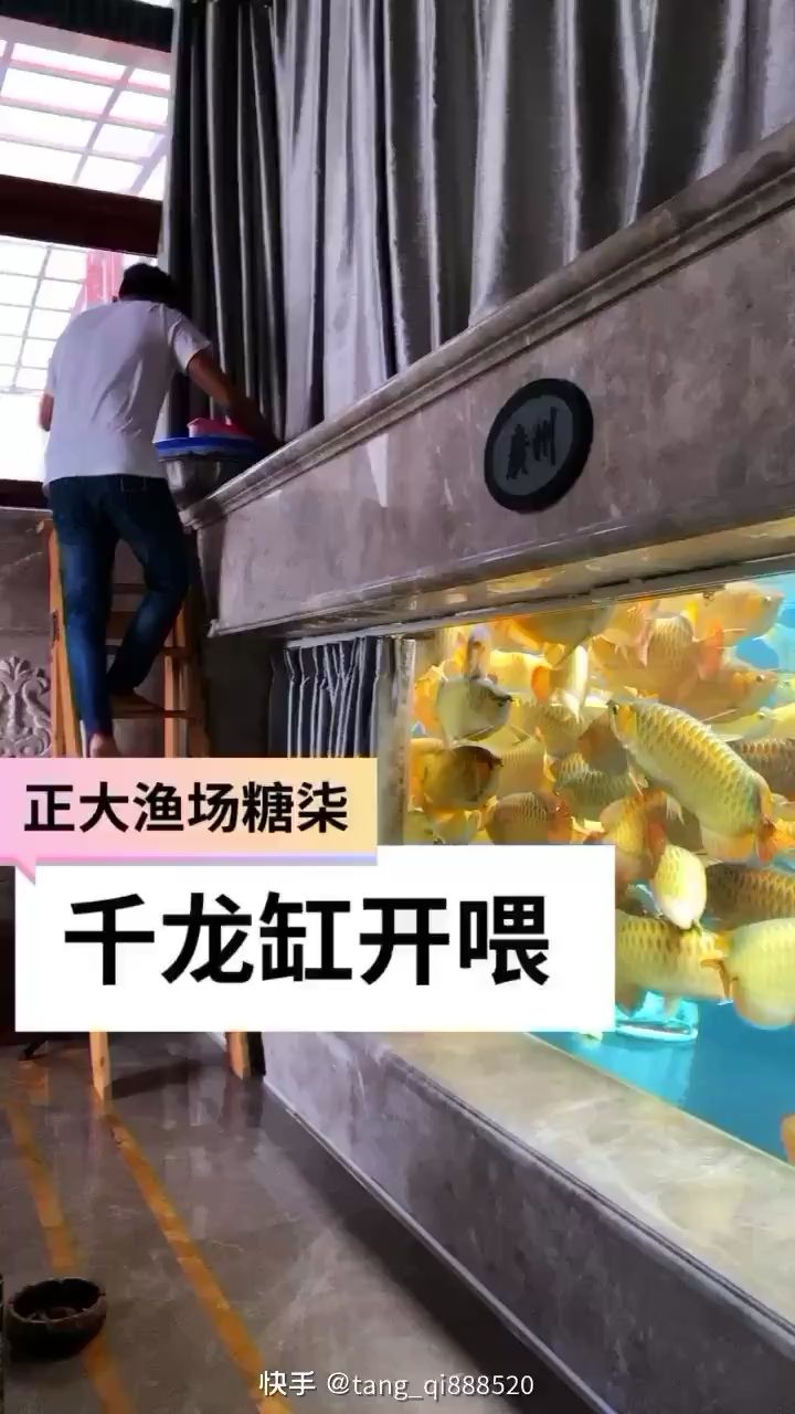 网红缸喂鱼时刻