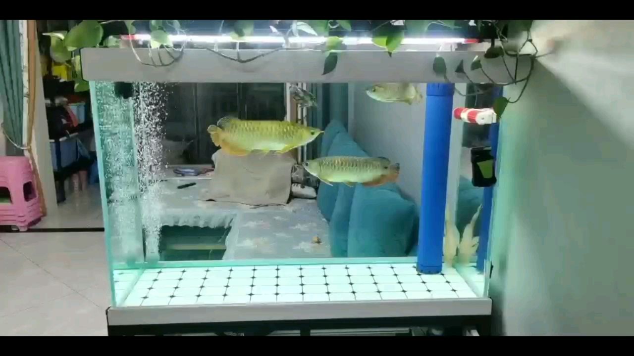 江门水族馆三个月的混养之路