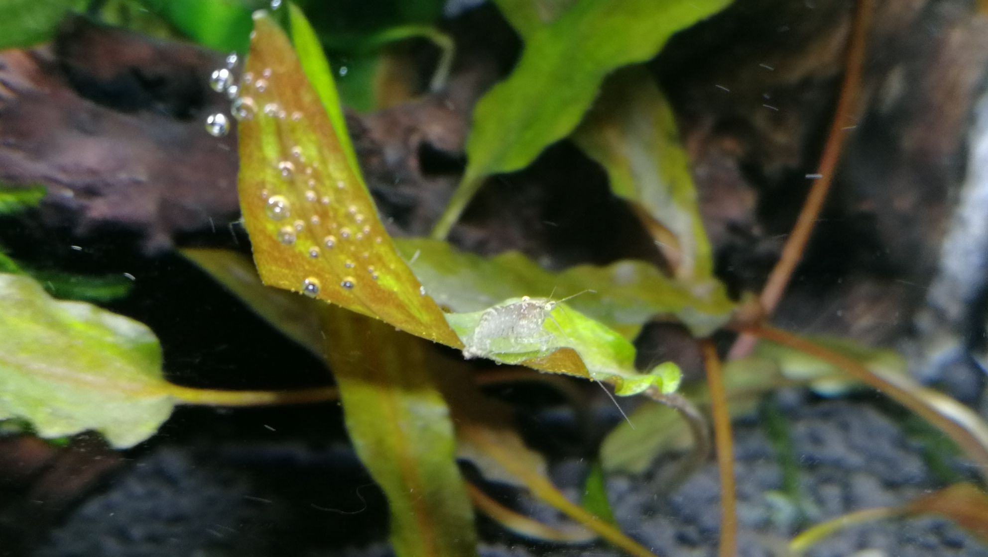 襄樊观赏鱼市场我的暴力开缸新缸新水直接丢鱼丢虾