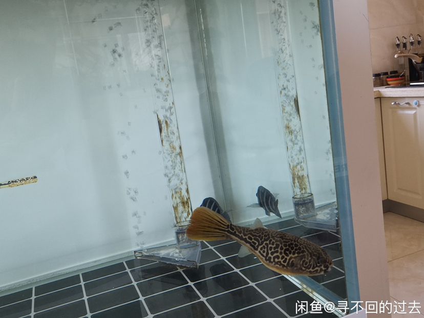 阿拉善盟水族馆皇冠狗头