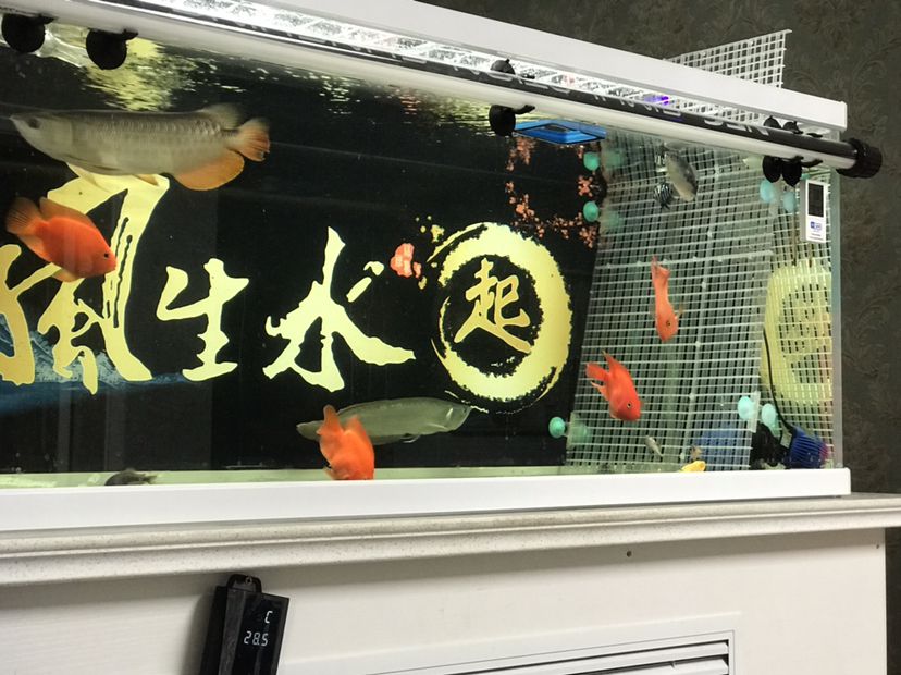 今晚干沉了 鱼缸等水族设备 第2张