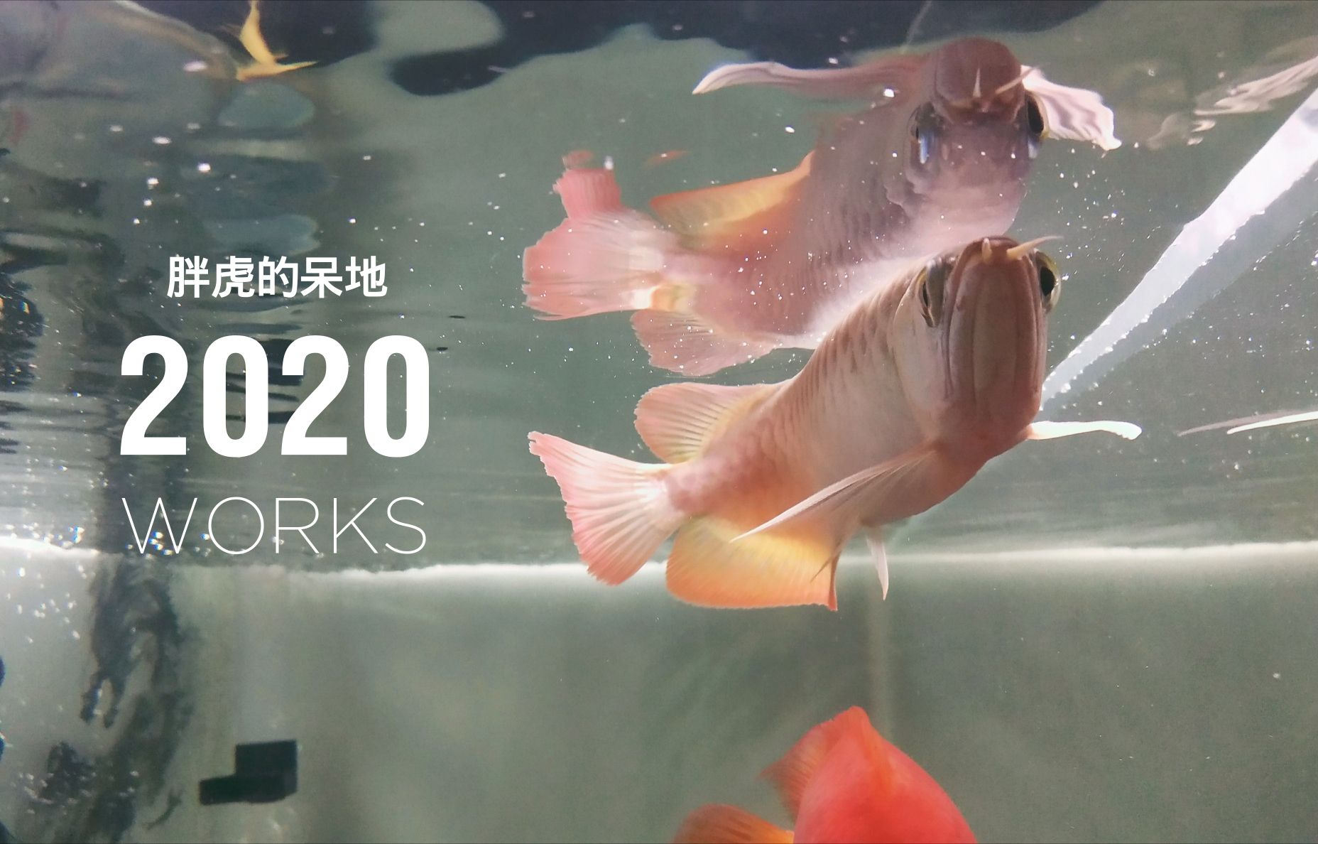 秦皇岛水族馆小红龙到家一个月拍照留念