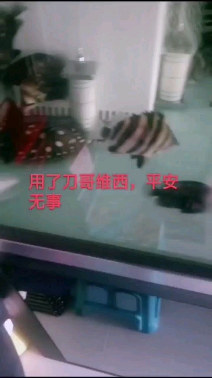 高锰酸钾带有魟鱼的缸消毒导致的悲剧