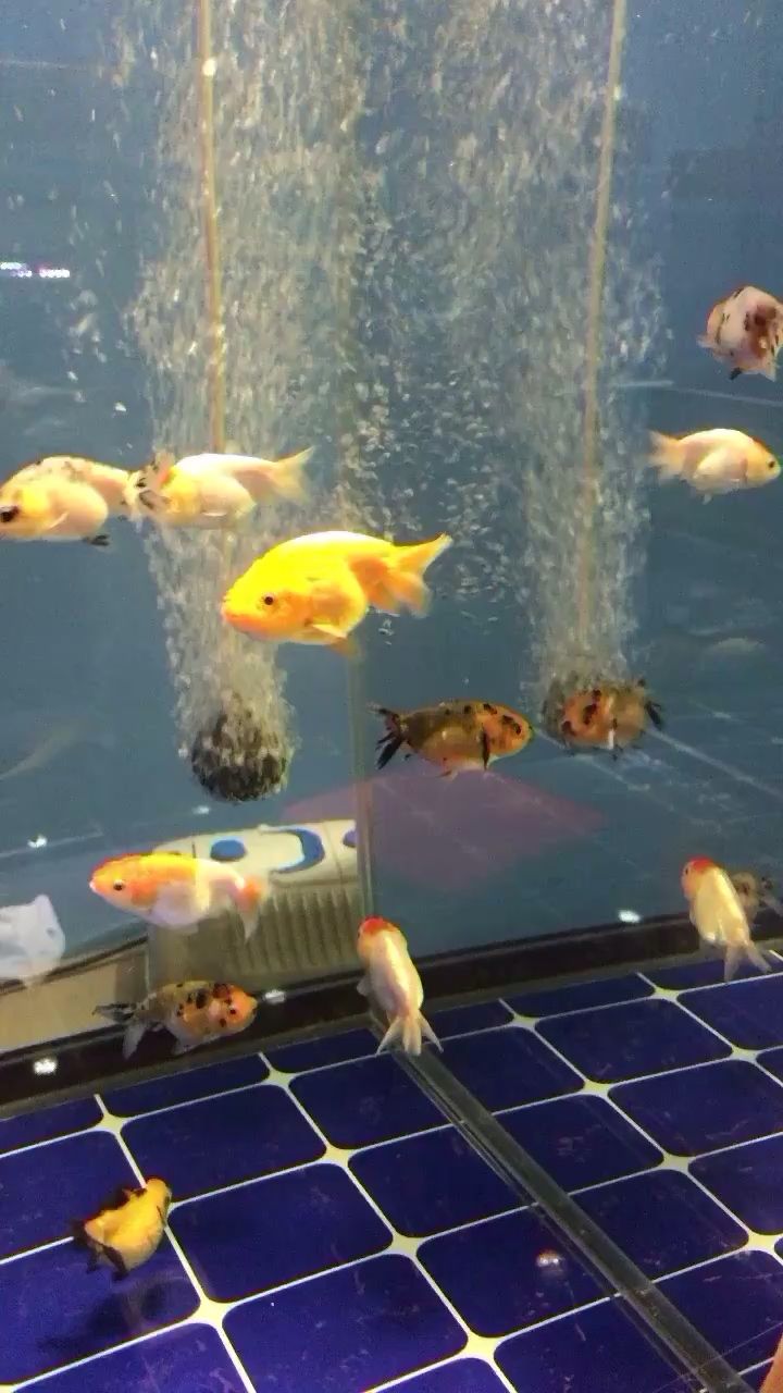 和田水族馆金鱼试水