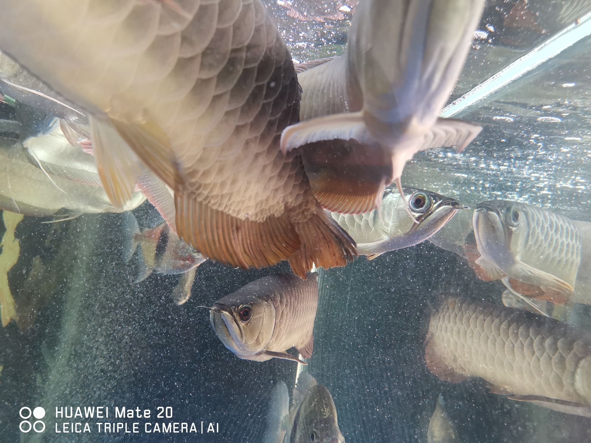 西双版纳傣族自治州水族馆帮忙看下要怎么治急急急