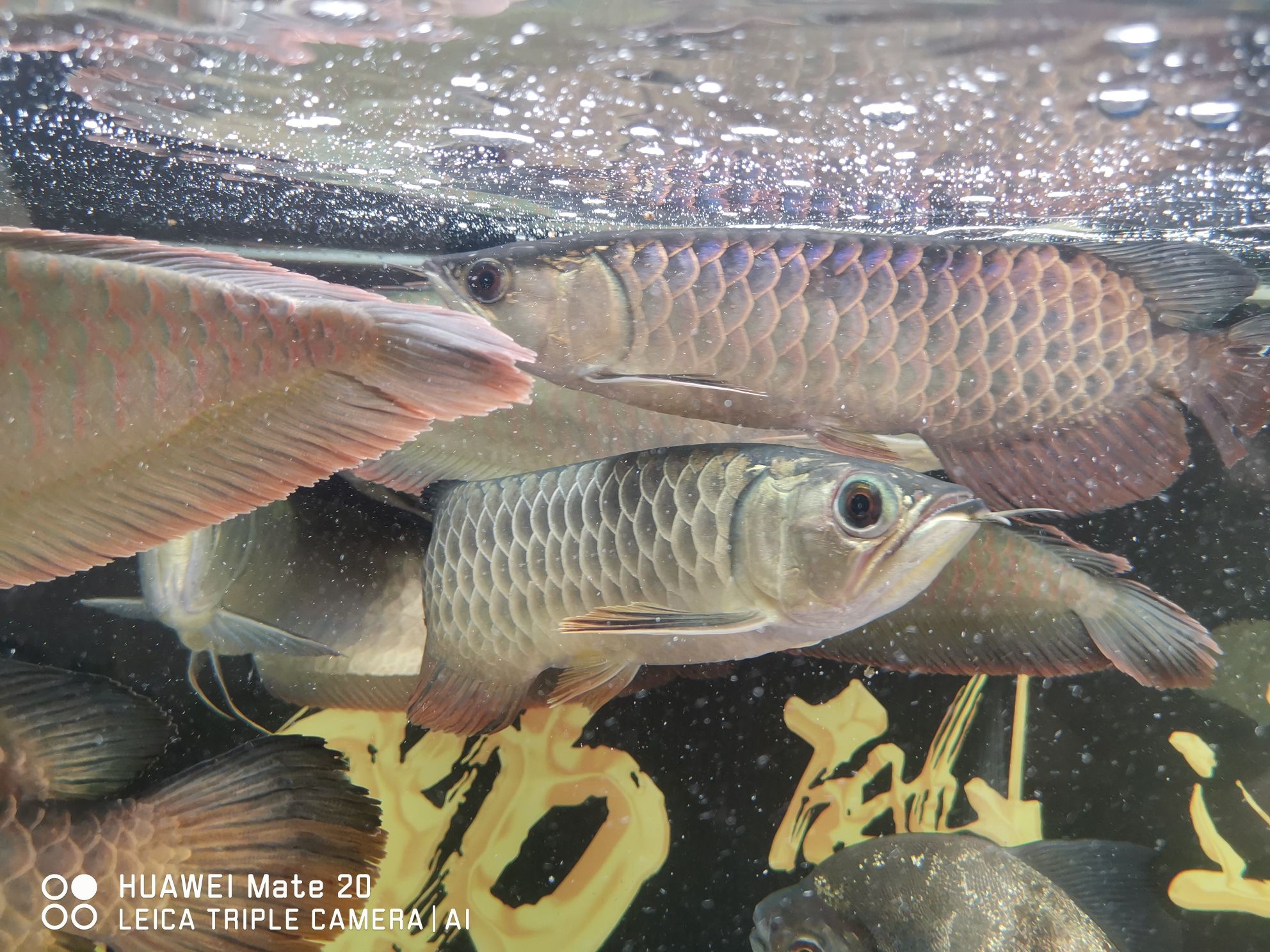 西双版纳傣族自治州水族馆帮忙看下要怎么治急急急