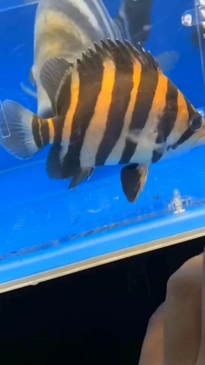 银川水族馆牛不