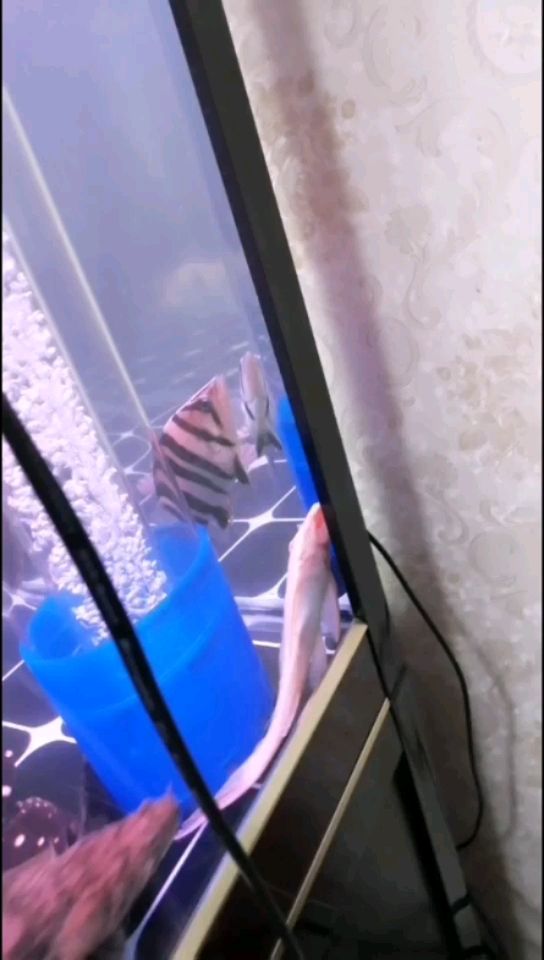 甘南州水族馆你们真对得起我的养育之恩够黑