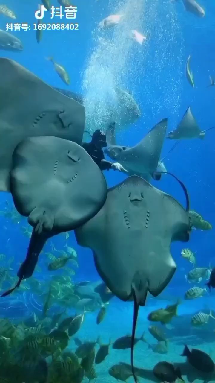 辽阳水族馆萌翻人的鳐鱼