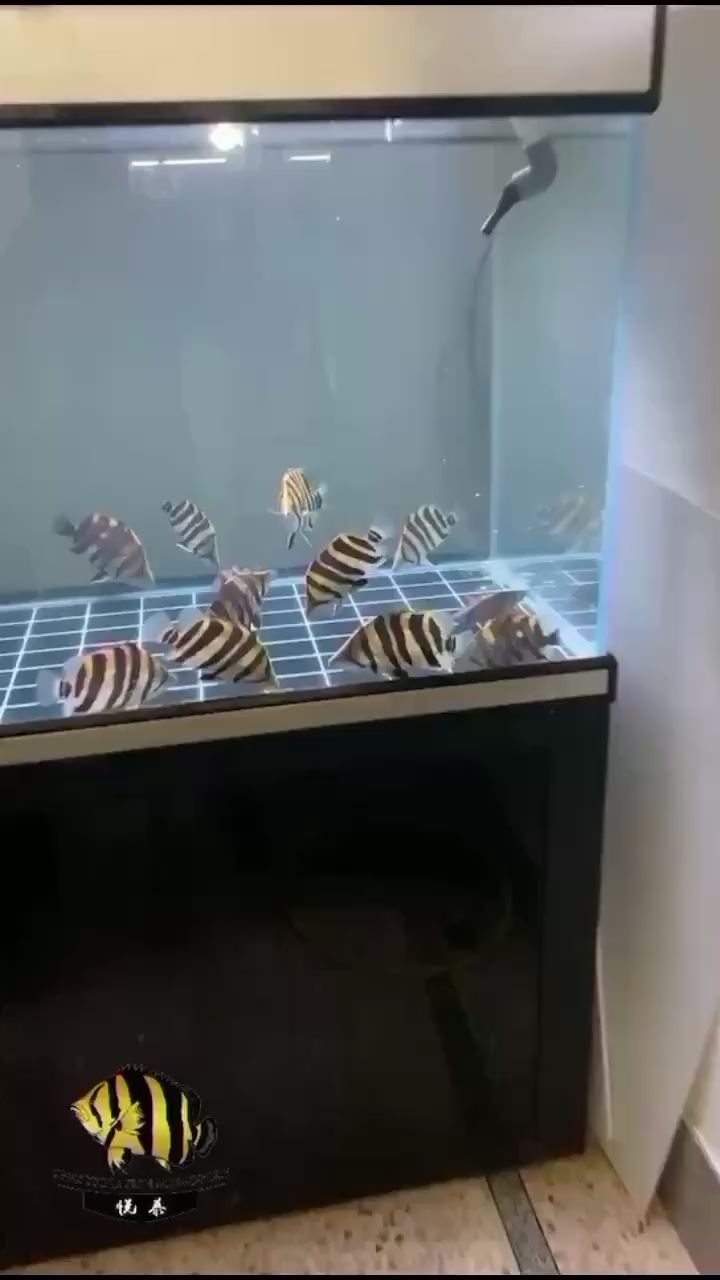 黄石水族馆密集