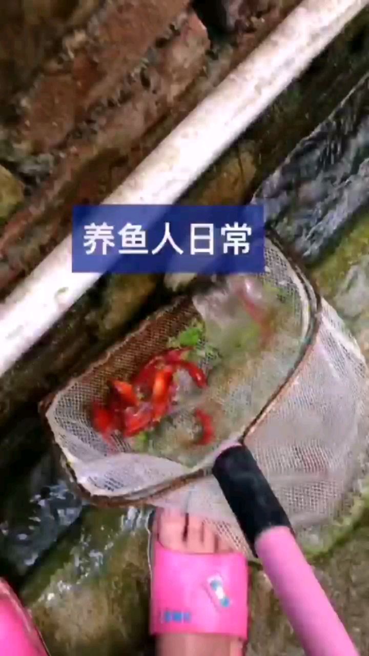 红彤彤的鱼出栏了 梦幻雷龙鱼 第2张