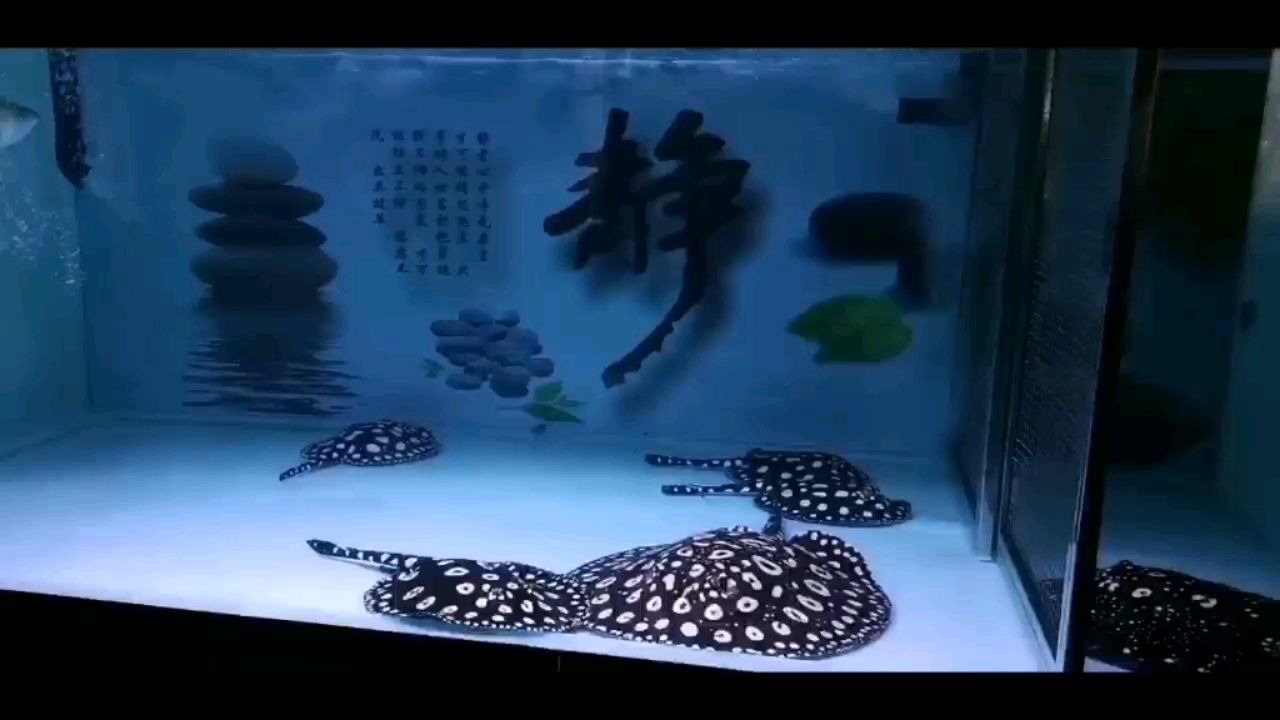 高陵水族馆看着自己养的鱼水清鱼靓真是欣慰 梦幻雷龙鱼 第2张