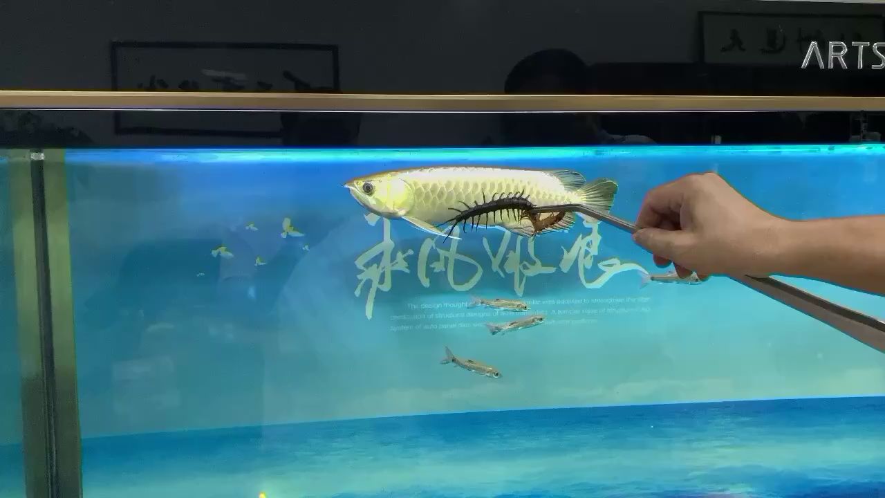 滁州水族馆这条金龙有点猛