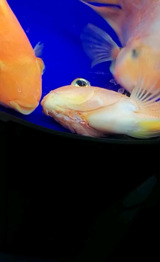 嘉峪关水族馆鹦鹉沉底侧躺已经三四天了