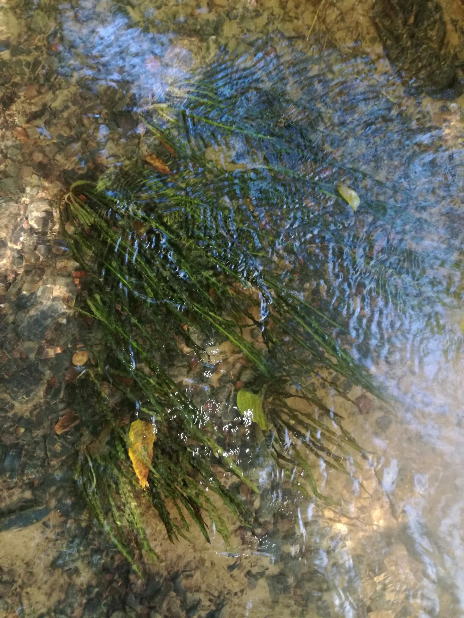 野生水草